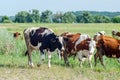 Cows graze in a field on green grass Royalty Free Stock Photo