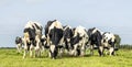 Cows graze in a field, happy and joyful and a blue sky, herd of heifer in a row next to each other in a green meadow Royalty Free Stock Photo