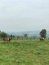 Cows graze in the foothills of Zakopane - POLAND