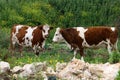 Cows graze in a forest glade Royalty Free Stock Photo
