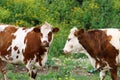 Cows graze in a forest glade