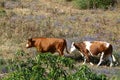 Cows graze in a forest glade Royalty Free Stock Photo
