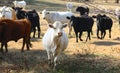 Cows graze on grass and leafy greens in a pasture. Royalty Free Stock Photo