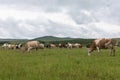 Cows graze on a grassy field in the summer in a mountainous area