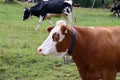 Cows graze on green Alpine meadows high in the mountains Royalty Free Stock Photo