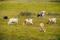 cows graze in a green field Royalty Free Stock Photo