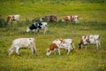 cows graze in a green field Royalty Free Stock Photo