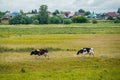 cows graze in a green field Royalty Free Stock Photo