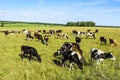 Cows graze on a green field on a bright sunny day Royalty Free Stock Photo