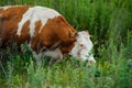 cows graze in a green field Royalty Free Stock Photo