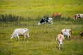 cows graze in a green field Royalty Free Stock Photo