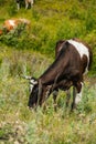 cows graze in a green field Royalty Free Stock Photo