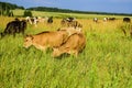 Cows graze on the green field at sunset on a sunny summer day. Moscow region, Russia Royalty Free Stock Photo