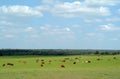 Cows graze in a green grass field