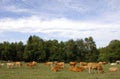 Cows graze in a green grass field Royalty Free Stock Photo