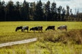 Cows graze on a green meadow. Dairy breeds of cows. Cattle on the pasture. Walking cows in the field Royalty Free Stock Photo