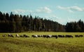 Cows graze on a green meadow. Dairy breeds of cows. Cattle on the pasture. Walking cows in the field Royalty Free Stock Photo