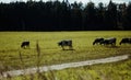 Cows graze on a green meadow. Dairy breeds of cows. Cattle on the pasture. Walking cows in the field Royalty Free Stock Photo