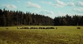 Cows graze on a green meadow. Dairy breeds of cows. Cattle on the pasture. Walking cows in the field Royalty Free Stock Photo