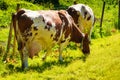 Cows graze on green meadow field Royalty Free Stock Photo