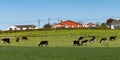 Cows graze on a green meadow near farmers` houses. Clear sky over an ecological farm