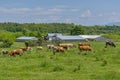 Cows graze in the green meadow near to the farm