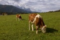 Cows graze on a green meadow . Pasture Meadows. Idyllic landscape. Royalty Free Stock Photo