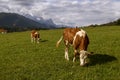 Cows graze on a green meadow on a sunny day.