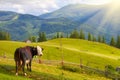 Cows graze on green mountain fields and meadows Royalty Free Stock Photo