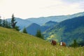 Cows graze on green mountain fields and meadows Royalty Free Stock Photo