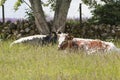 Cows graze lying