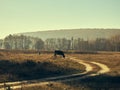 Cows graze in the meadow, a country road winds, the morning sun illuminates this rural view Royalty Free Stock Photo