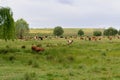 Cows graze in a meadow in a field.  Picture from the far. Pasture and green grass. Panoramic shot. Farming and agricultural Royalty Free Stock Photo