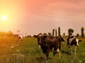 Cows graze on a meadow of mountain at sunset of Greece. Cow on the mountain opposite sea. Royalty Free Stock Photo