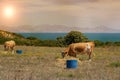 Cows graze on a meadow of mountain at sunset of Greece. Cow on the mountain opposite sea. Royalty Free Stock Photo