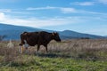 Cows graze in a meadow. Portrait of a red cow on a background of green grass and blue mountains Royalty Free Stock Photo