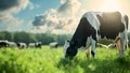 Cows graze in the meadow. Selective focus.