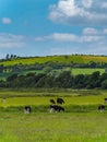 A cows graze on a meadow on a summer day. Hilly Irish agrarian landscape. Clear blue sky with white clouds. Black and white cow on Royalty Free Stock Photo