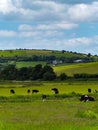A cows graze on a meadow on a summer. Hilly Irish agrarian landscape. Clear blue sky with white clouds. Black and white cow on Royalty Free Stock Photo