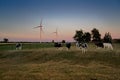Cows graze in a meadow at sunset, in the background wind turbines in front of a colored sky Royalty Free Stock Photo