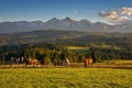 Cows graze in a meadow under the mountains and in the background forests with high peaks. Royalty Free Stock Photo
