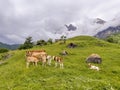 Cows graze in a mountain meadow, a calf drinks milk from its mother.