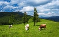 Cows graze on the mountain meadows of the Carpathians.