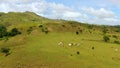 Cows graze in the mountain meadows. Hills with green grass and blue sky with white puffy clouds. Royalty Free Stock Photo