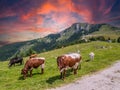 Cows graze on a mountain pasture Royalty Free Stock Photo