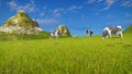 Cows graze on mountain pasture