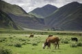 Cows graze in mountains Royalty Free Stock Photo