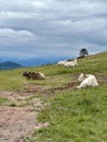 Cows graze in the mountains Royalty Free Stock Photo