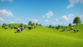 Cows graze on the open green meadows