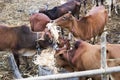 Cows graze in the paddock Royalty Free Stock Photo